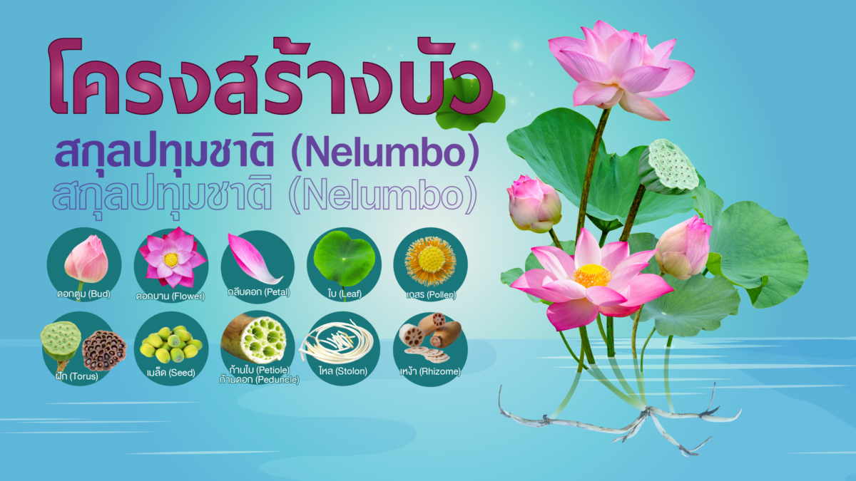 โครงสร้างบัวสกุลปทุมชาติ (Nelumbo)