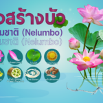 โครงสร้างบัวสกุลปทุมชาติ (Nelumbo)