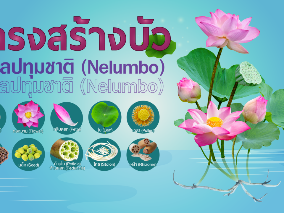 โครงสร้างบัวสกุลปทุมชาติ (Nelumbo)