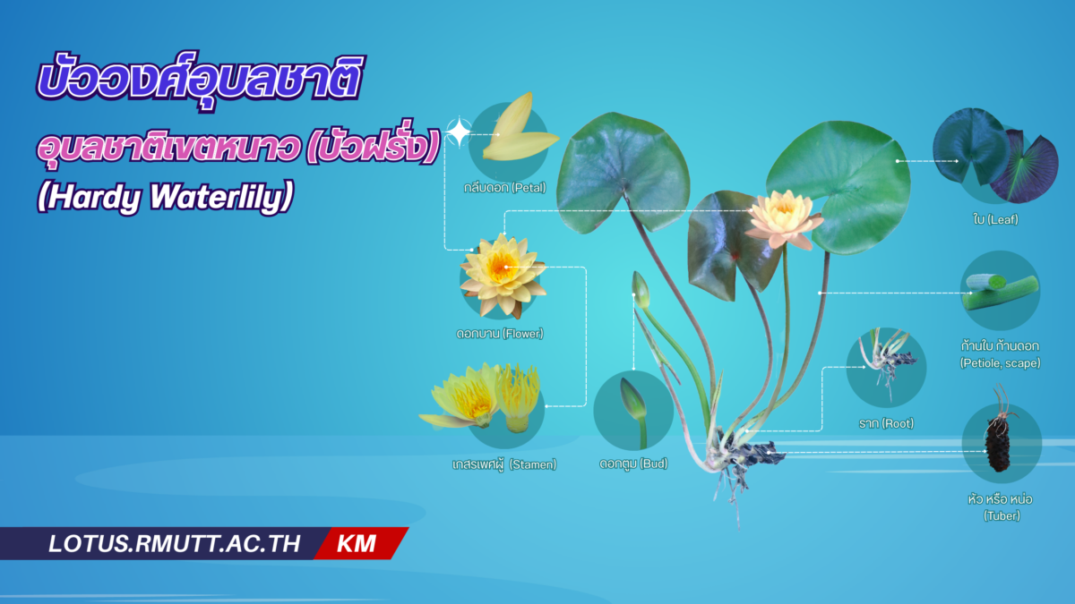 Hardy Waterlily