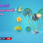 Hardy Waterlily