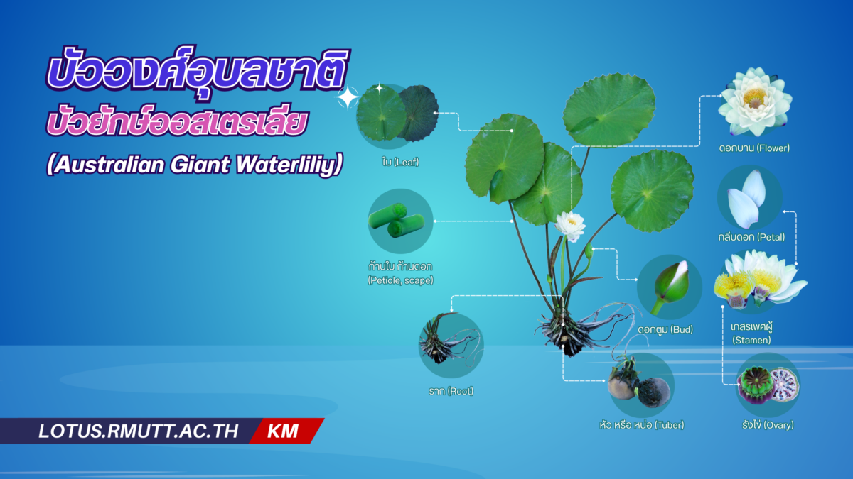 Australian Giant Waterliliy