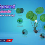 Australian Giant Waterliliy