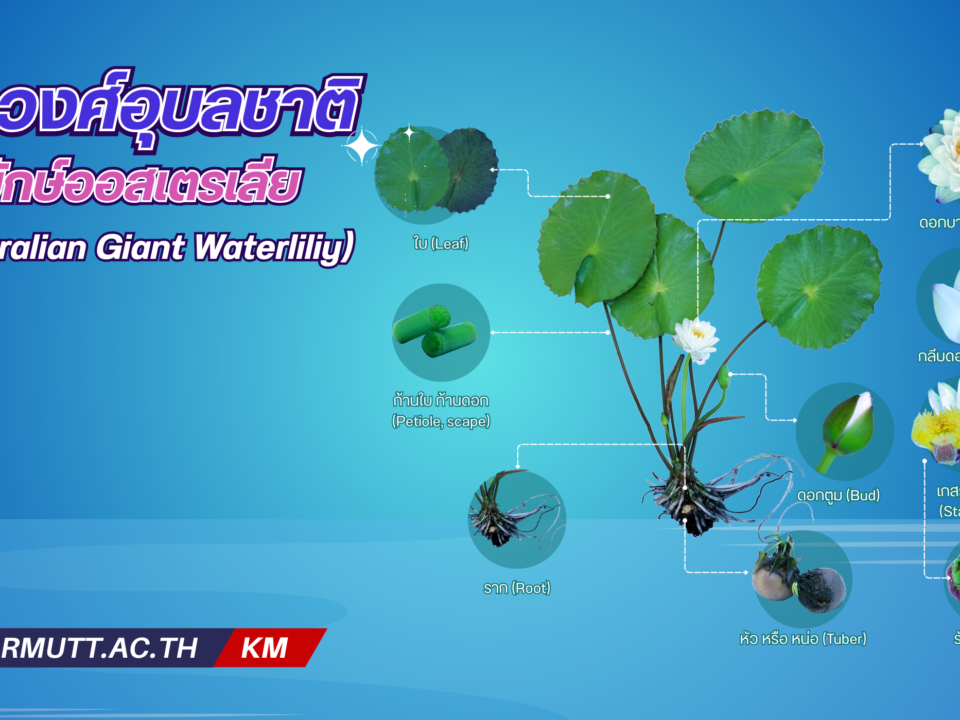 Australian Giant Waterliliy