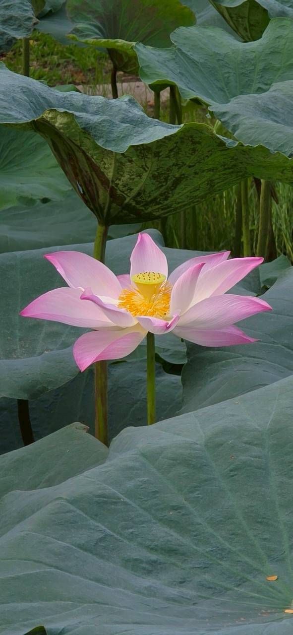 บัวหลวงพระราชินี พรรณไม้ทรงโปรด สมเด็จพระบรมราชชนนีพันปีหลวง