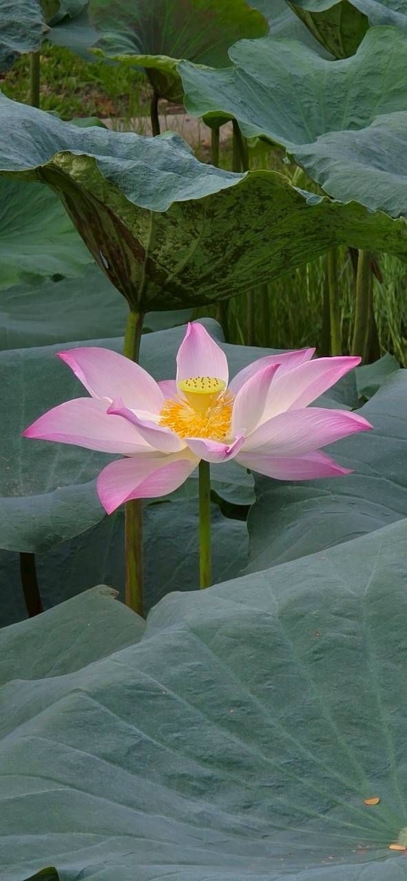 บัวหลวงพระราชินี พรรณไม้ทรงโปรด สมเด็จพระบรมราชชนนีพันปีหลวง