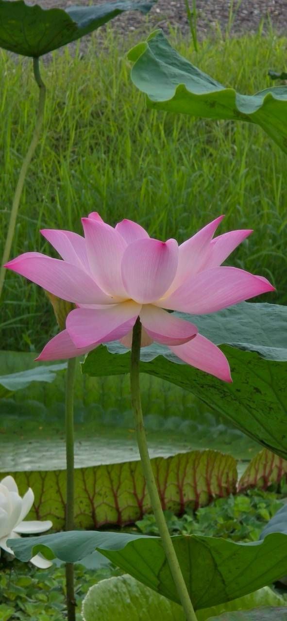 บัวหลวงพระราชินี พรรณไม้ทรงโปรด สมเด็จพระบรมราชชนนีพันปีหลวง