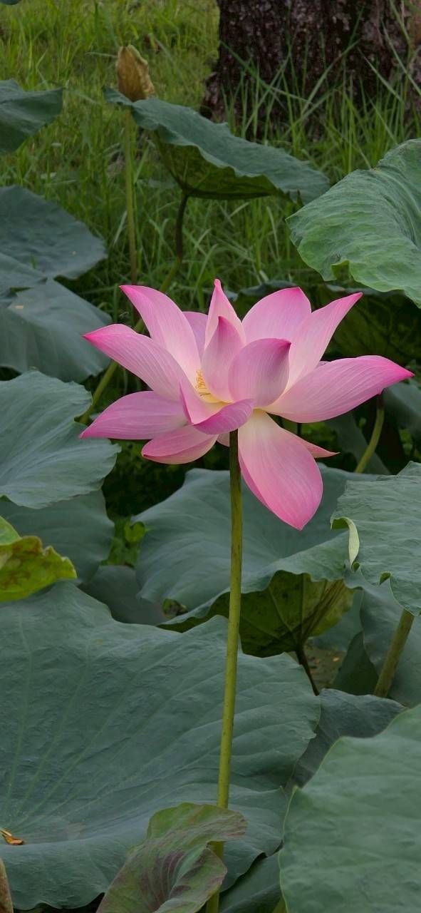 บัวหลวงพระราชินี พรรณไม้ทรงโปรด สมเด็จพระบรมราชชนนีพันปีหลวง