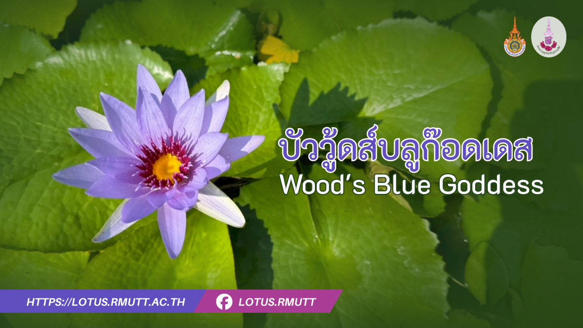 บัววู้ดส์บลูก๊อดเดส