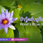 บัววู้ดส์บลูก๊อดเดส