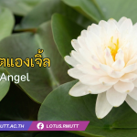 บัวสวีตแองเจิ้ล