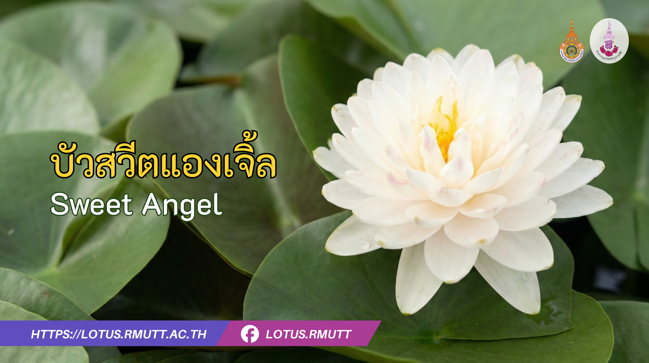 บัวสวีตแองเจิ้ล