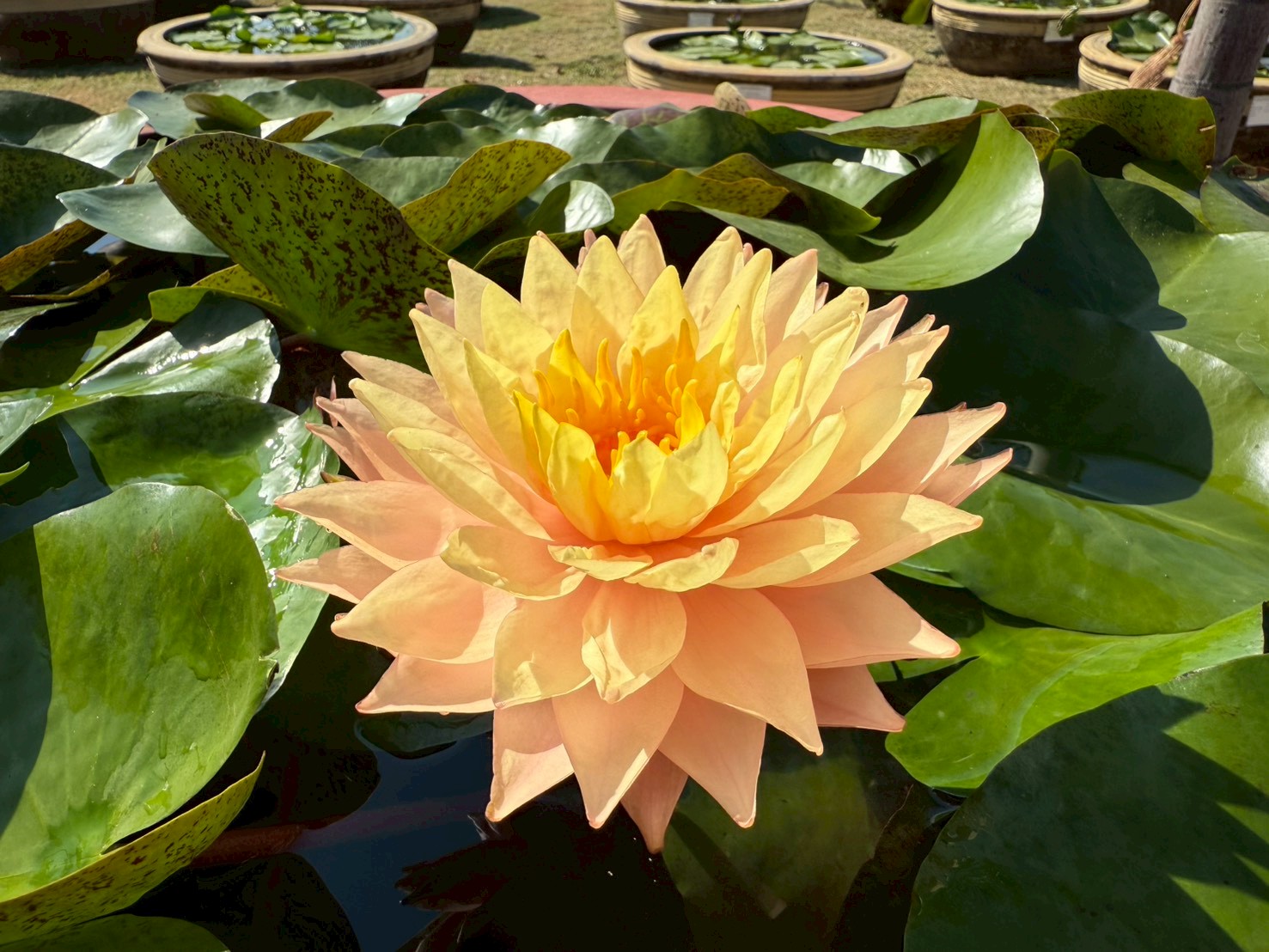 บัวบางกอกซันสปาร์ค