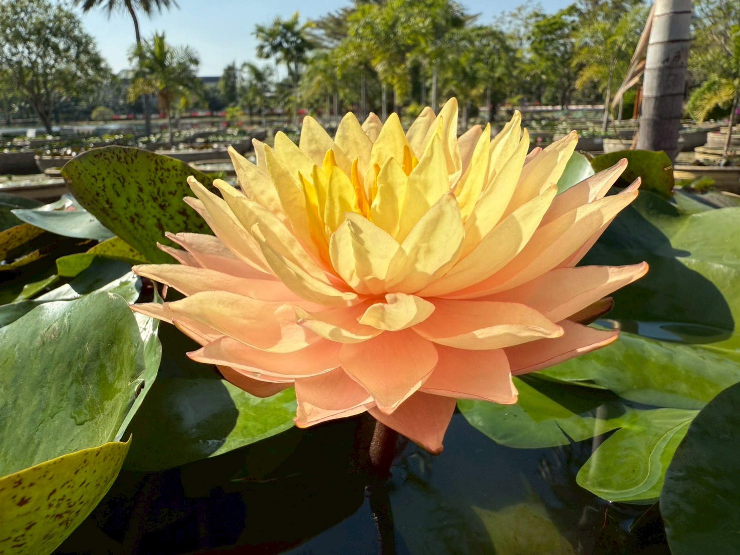 บัวบางกอกซันสปาร์ค