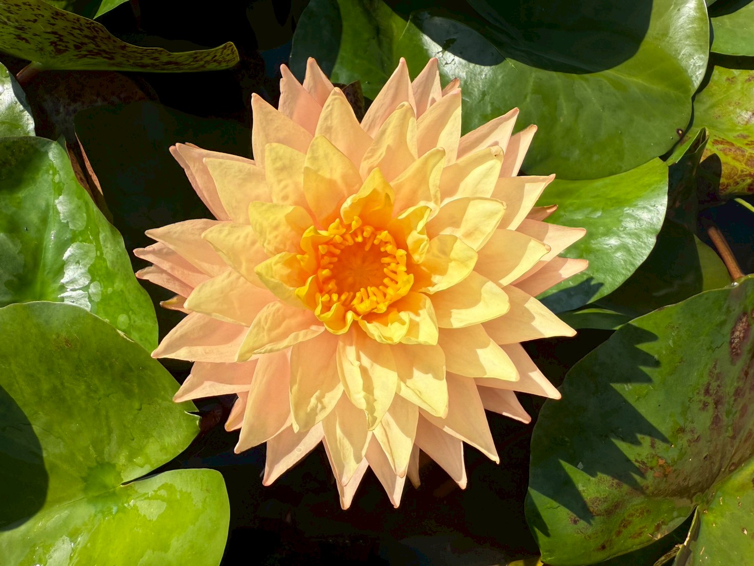 บัวบางกอกซันสปาร์ค