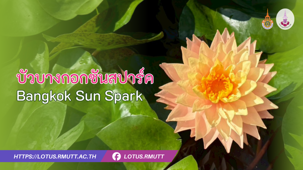 บัวบางกอกซันสปาร์ค