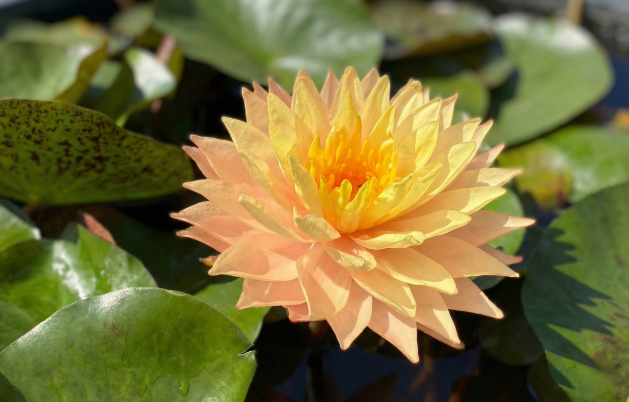 บัวบางกอกซันสปาร์ค