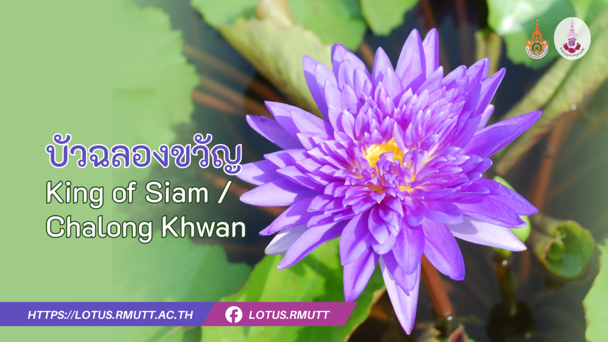 บัวฉลองขวัญ