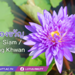 บัวฉลองขวัญ