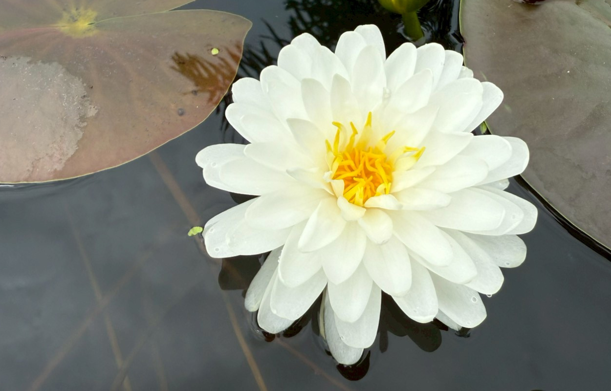 บัวมะลิ