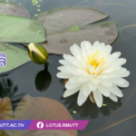 บัวมะลิ