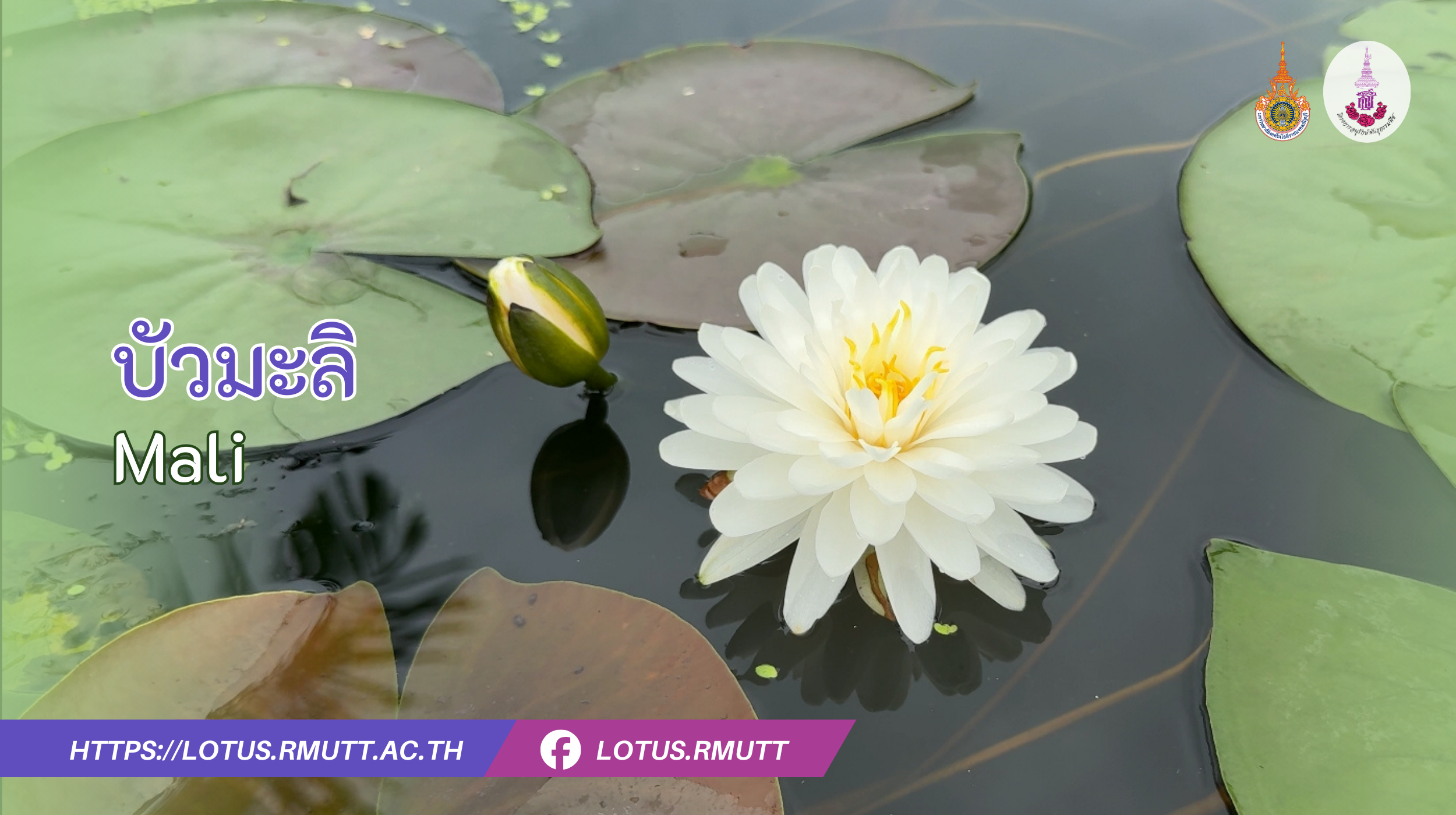 บัวมะลิ