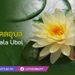 บัวมังคลอุบล ชื่อวิทยาศาสตร์ : Nymphaea 'Mangkala Ubol' ชื่อสามัญ : Mangkala Ubol