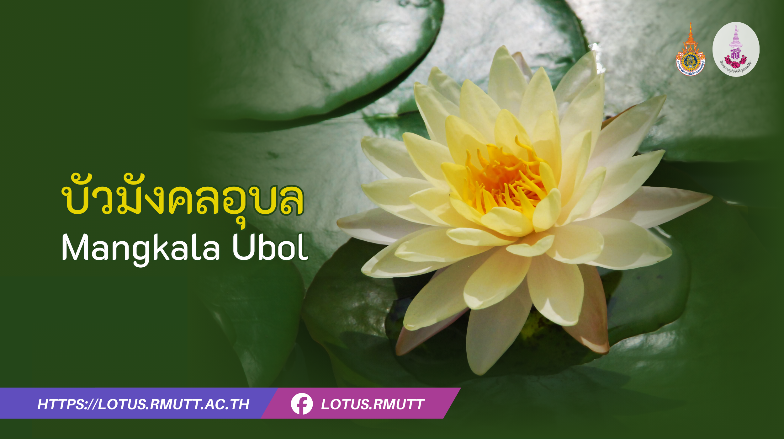บัวมังคลอุบล ชื่อวิทยาศาสตร์ : Nymphaea 'Mangkala Ubol' ชื่อสามัญ : Mangkala Ubol