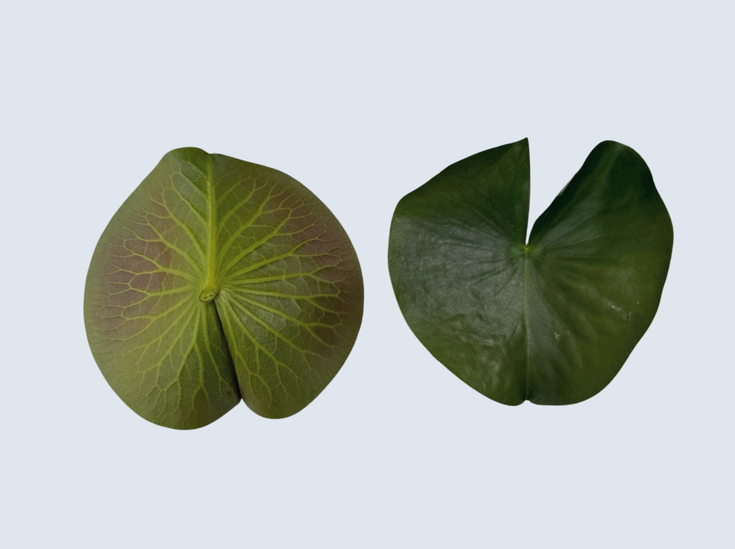 ใบบัวสวีตแองเจิ้ล