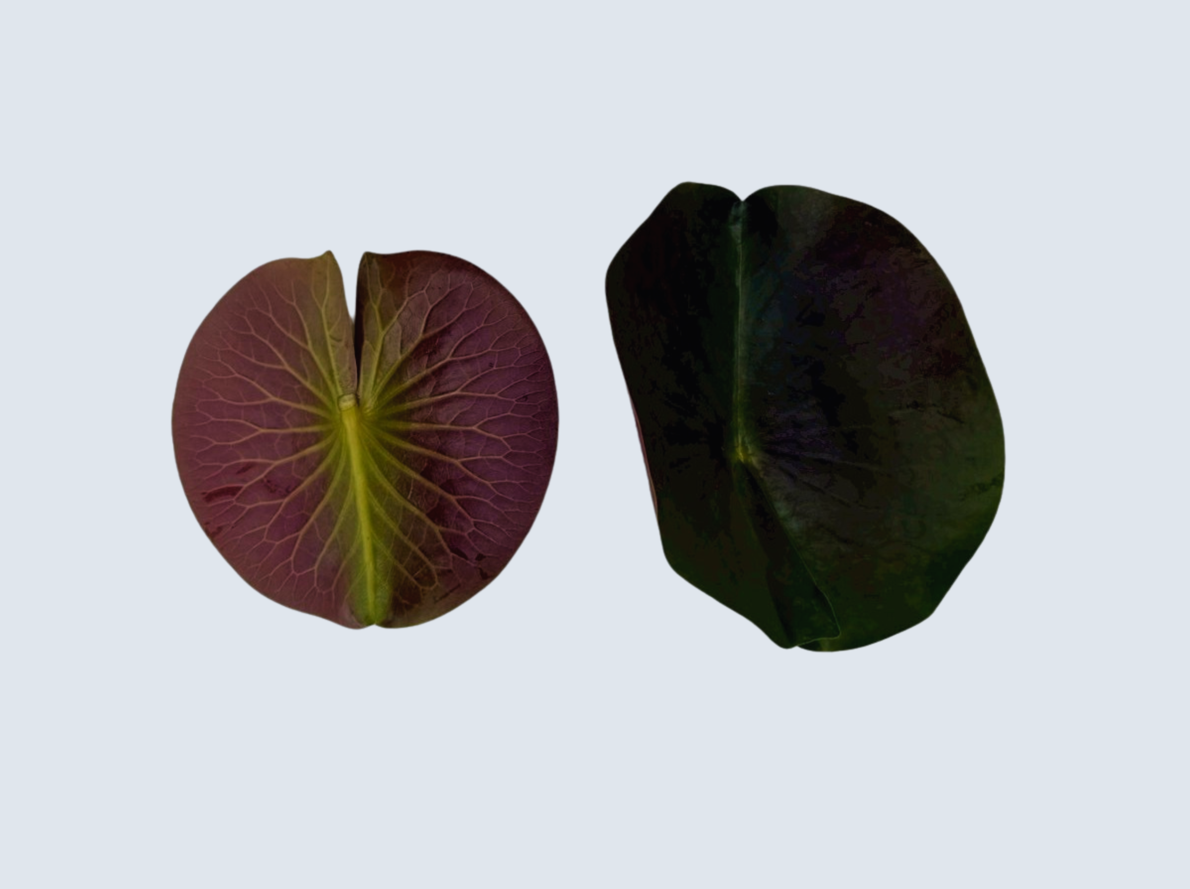 ใบบัวสวีตแองเจิ้ล