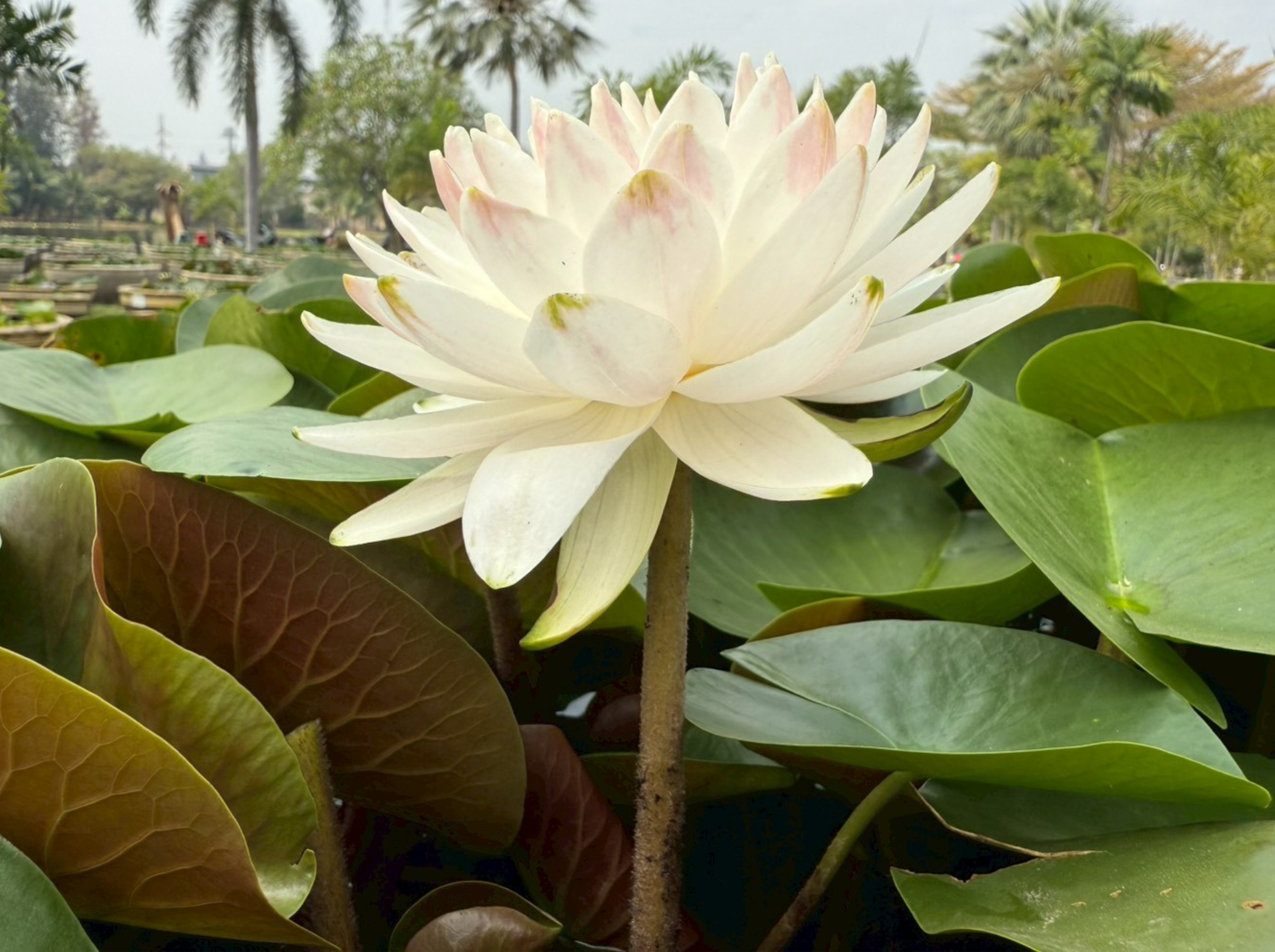 บัวสวีตแองเจิ้ล