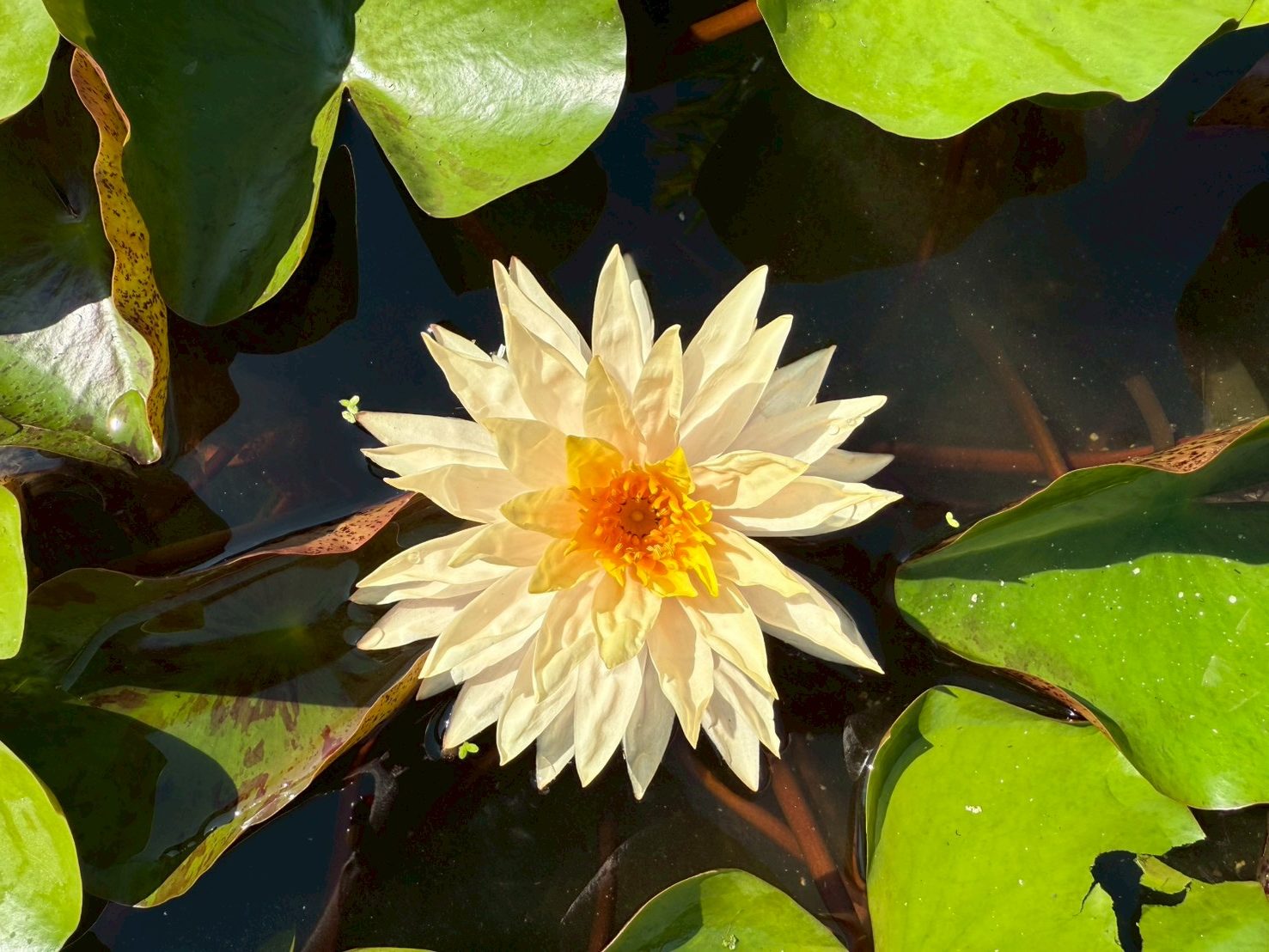 บัวธรรมรักษา