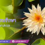 บัวธรรมรักษา