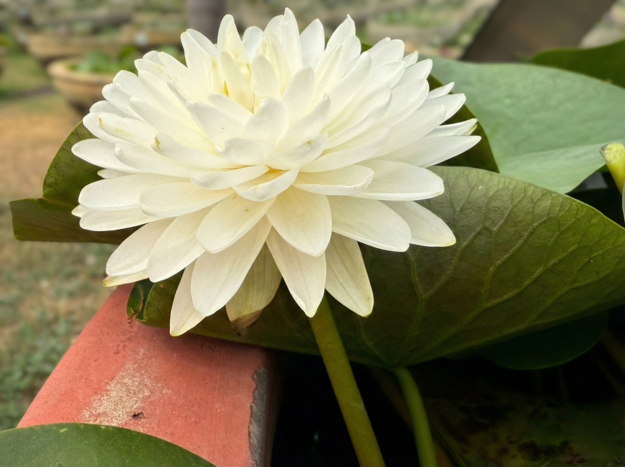 บัวมะลิ