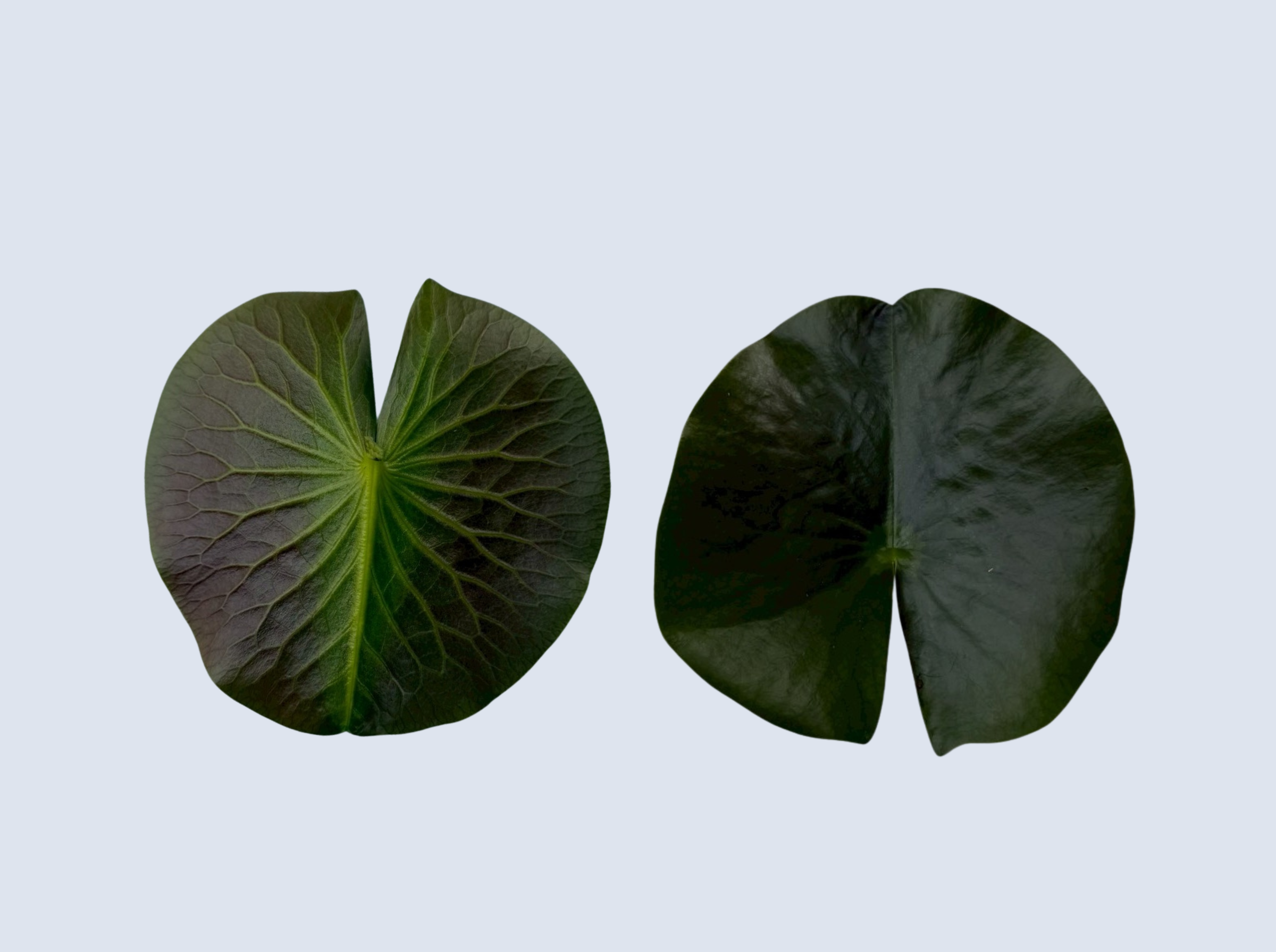 ใบบัวมะลิ