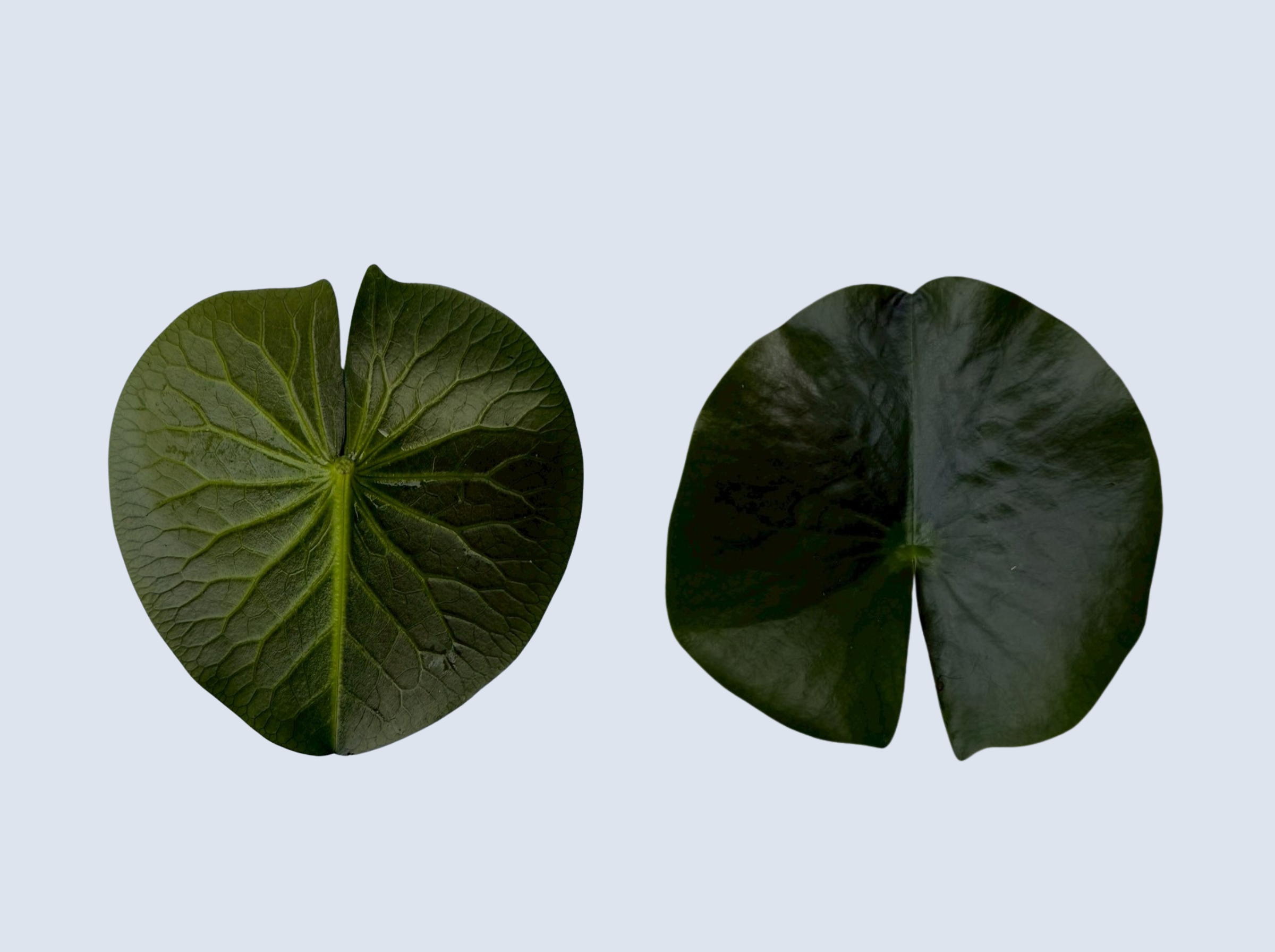 ใบบัวมะลิ