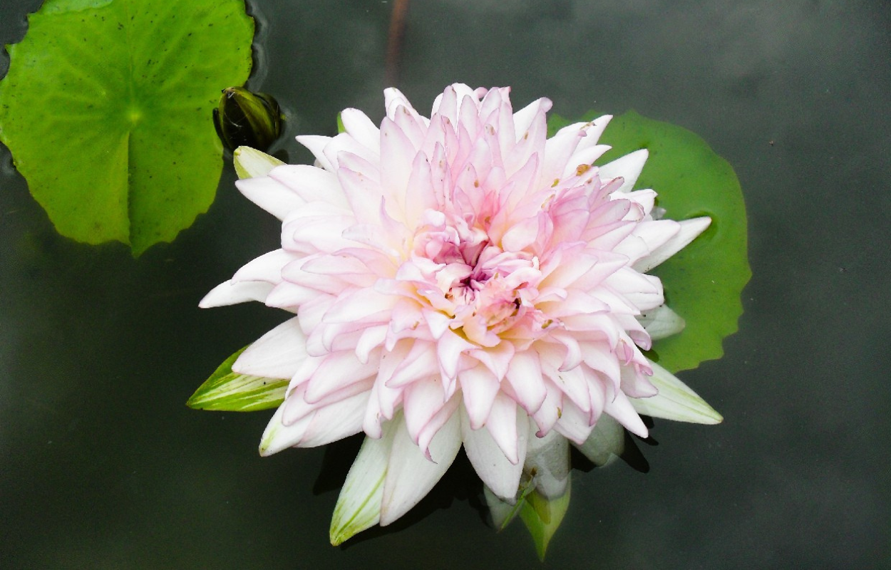 บัวจงกลนี