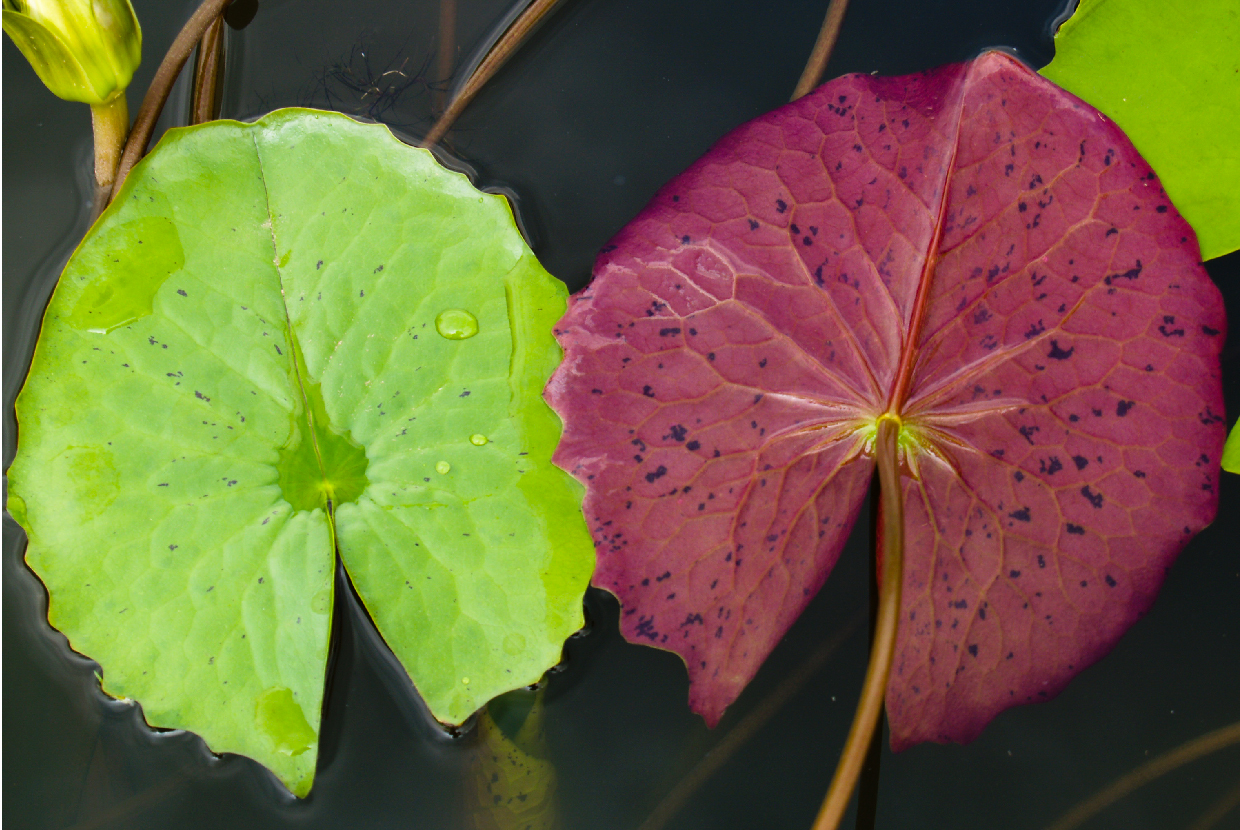 ใบบัวจงกลนี