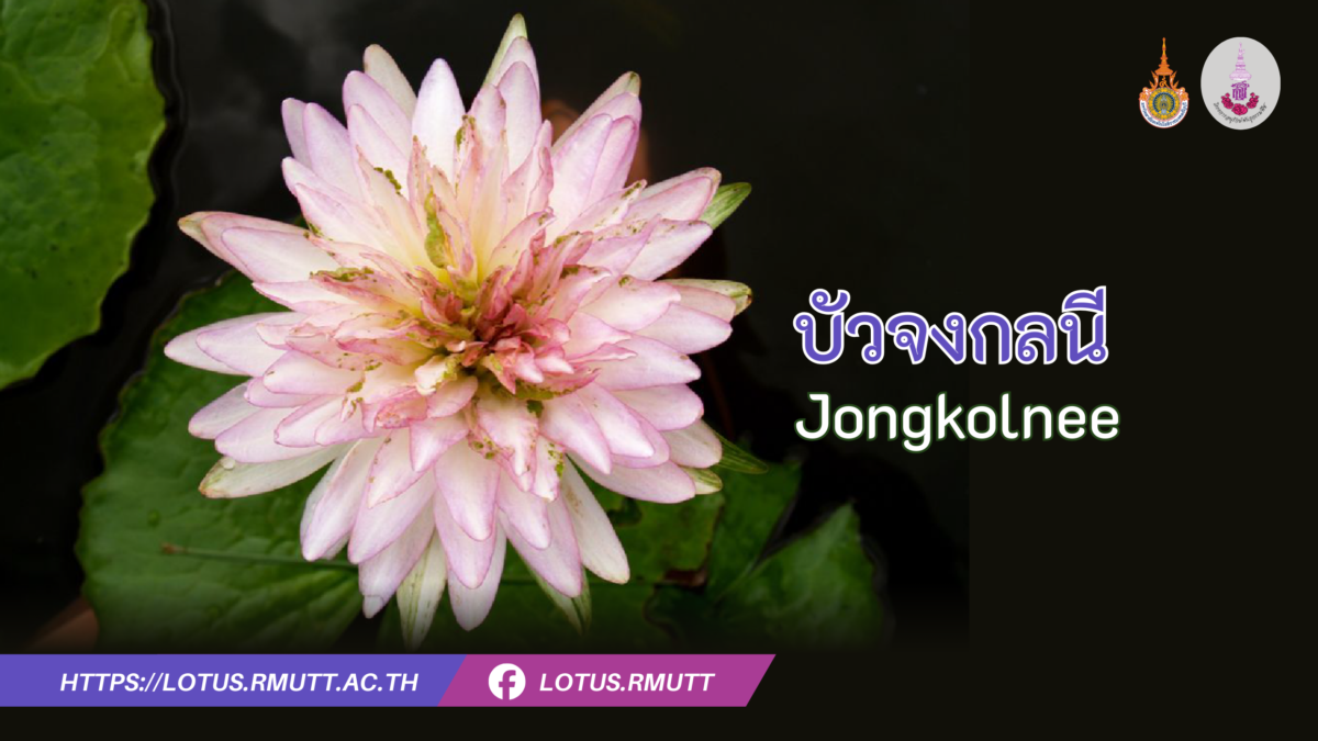 บัวจงกลนี