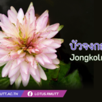 บัวจงกลนี