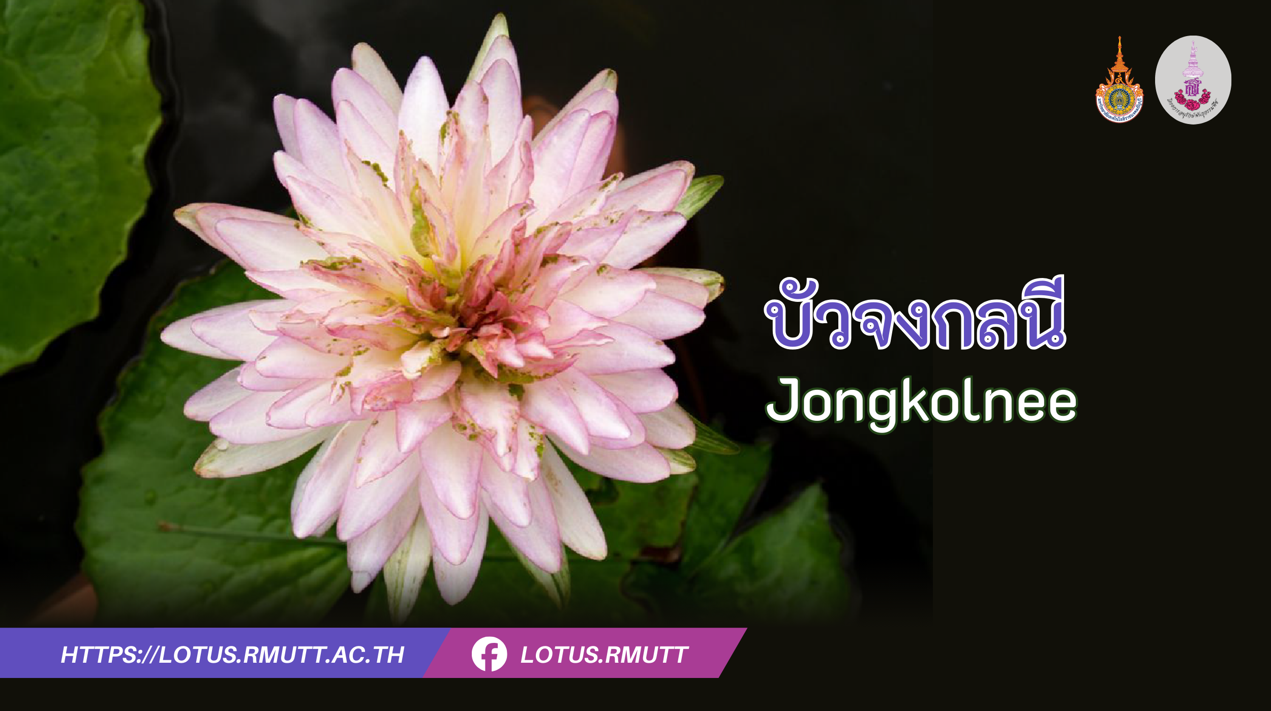 บัวจงกลนี