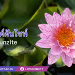 บัวพิงค์คันไซท์