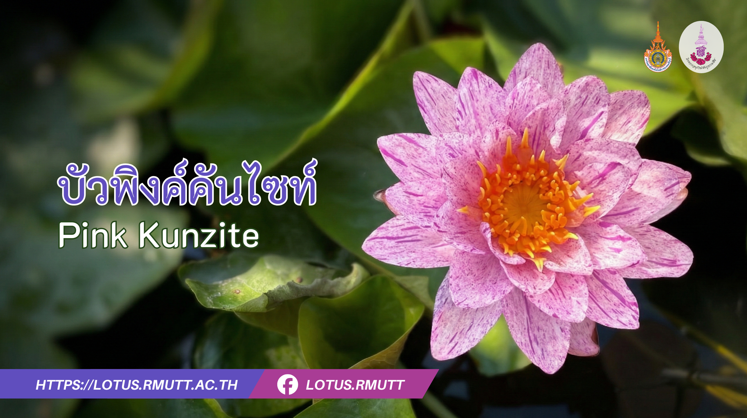 บัวพิงค์คันไซท์