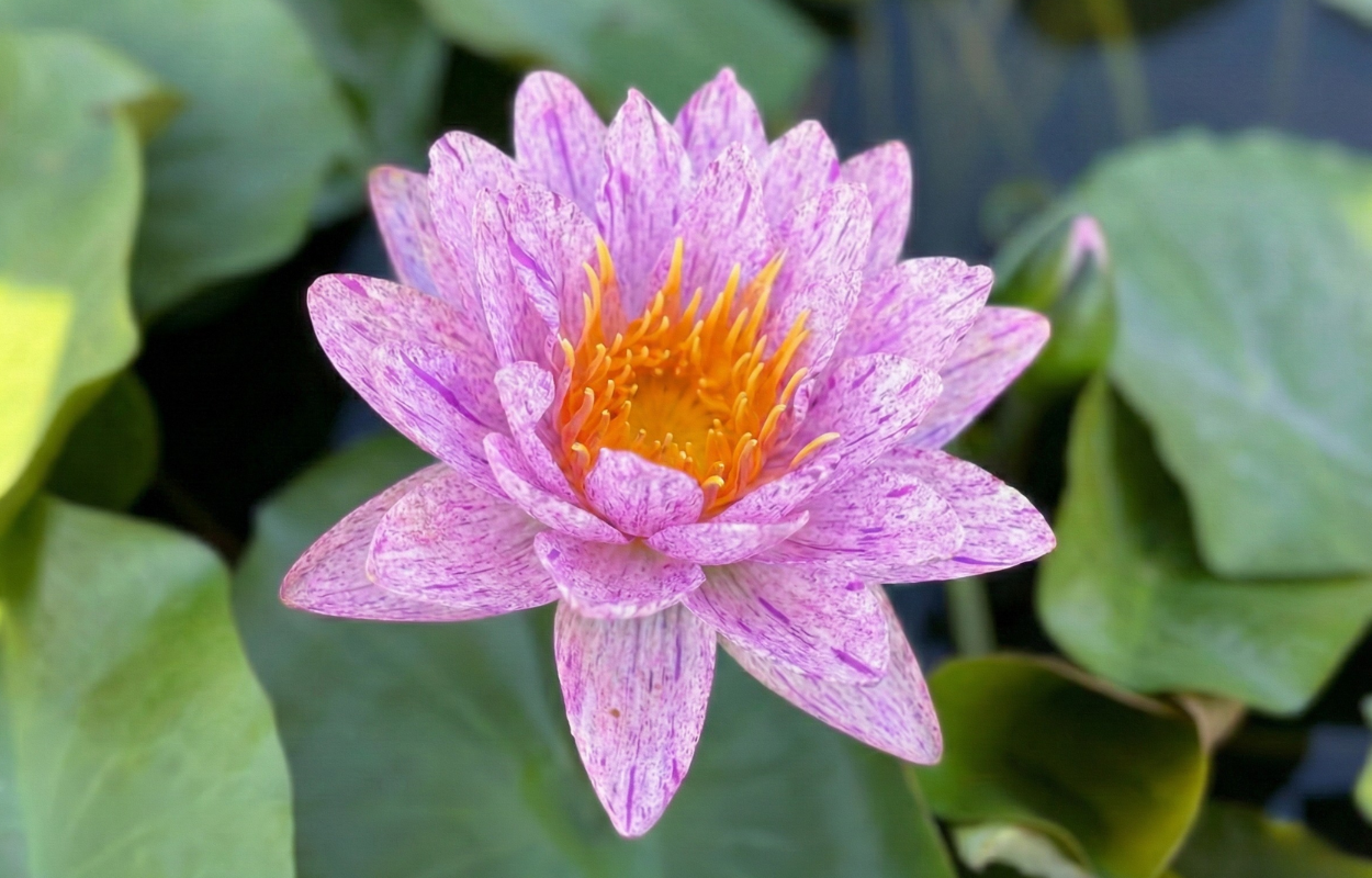 บัวพิงค์คันไซท์