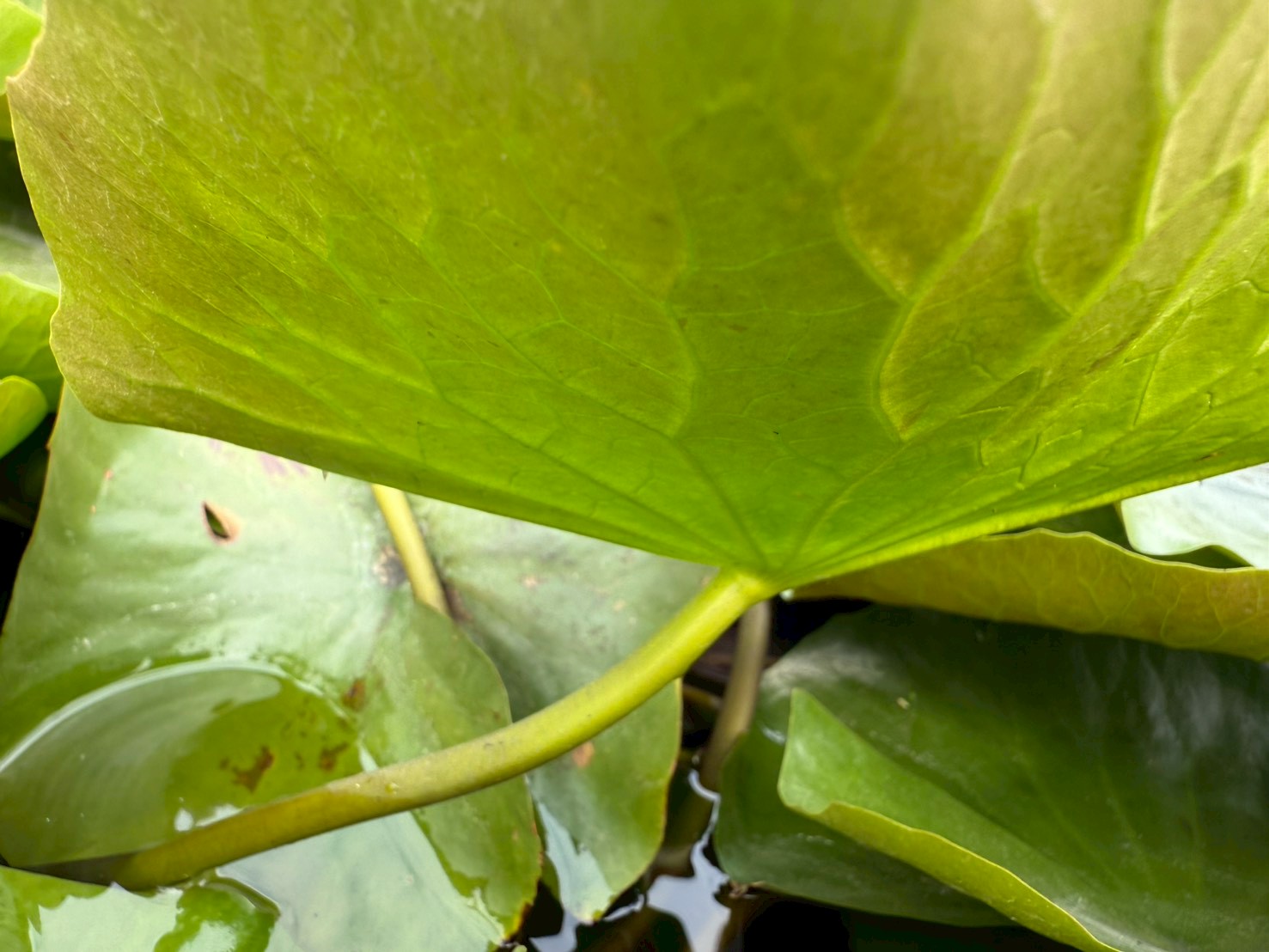 ก้านใบ บัวพิงค์คันไซท์