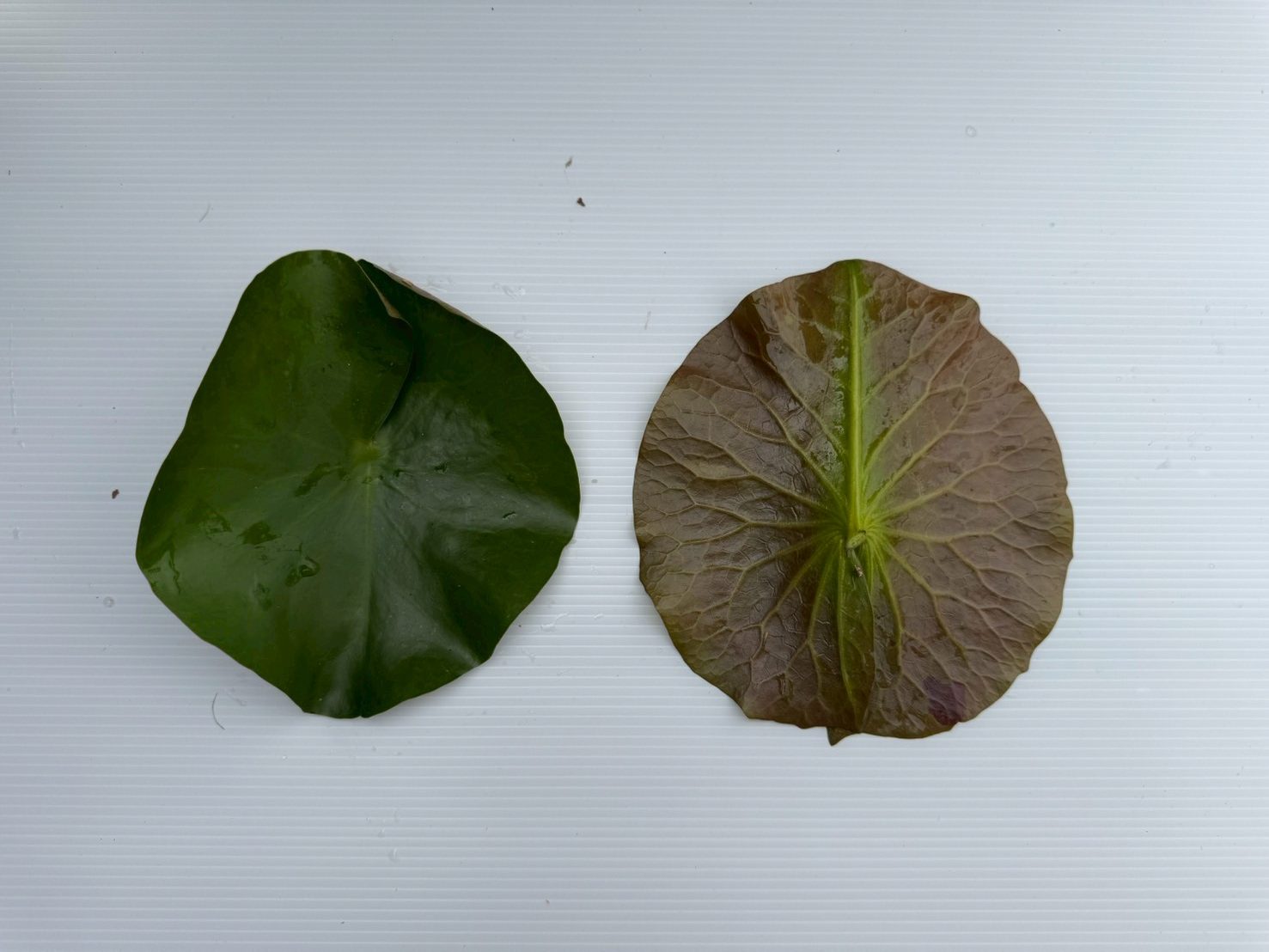 ใบ บัวพิงค์คันไซท์