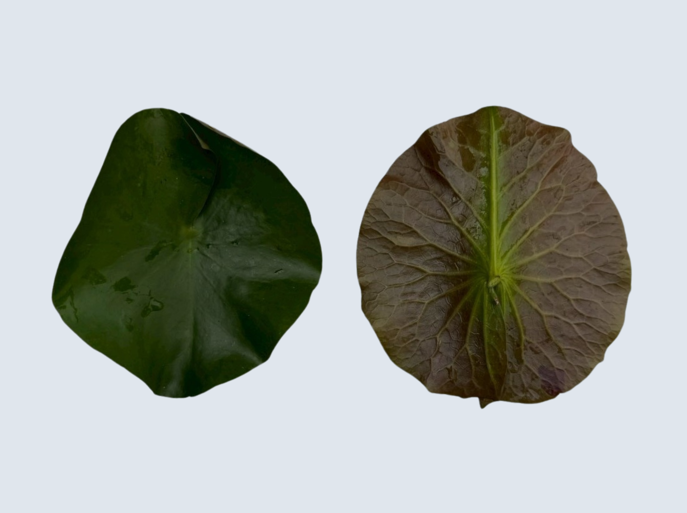 ใบอ่อน บัวพิงค์คันไซท์