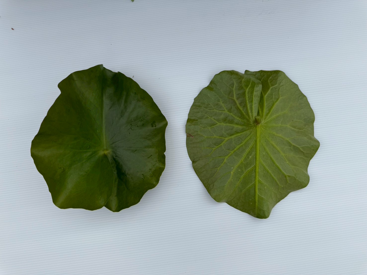 ใบ บัวพิงค์คันไซท์