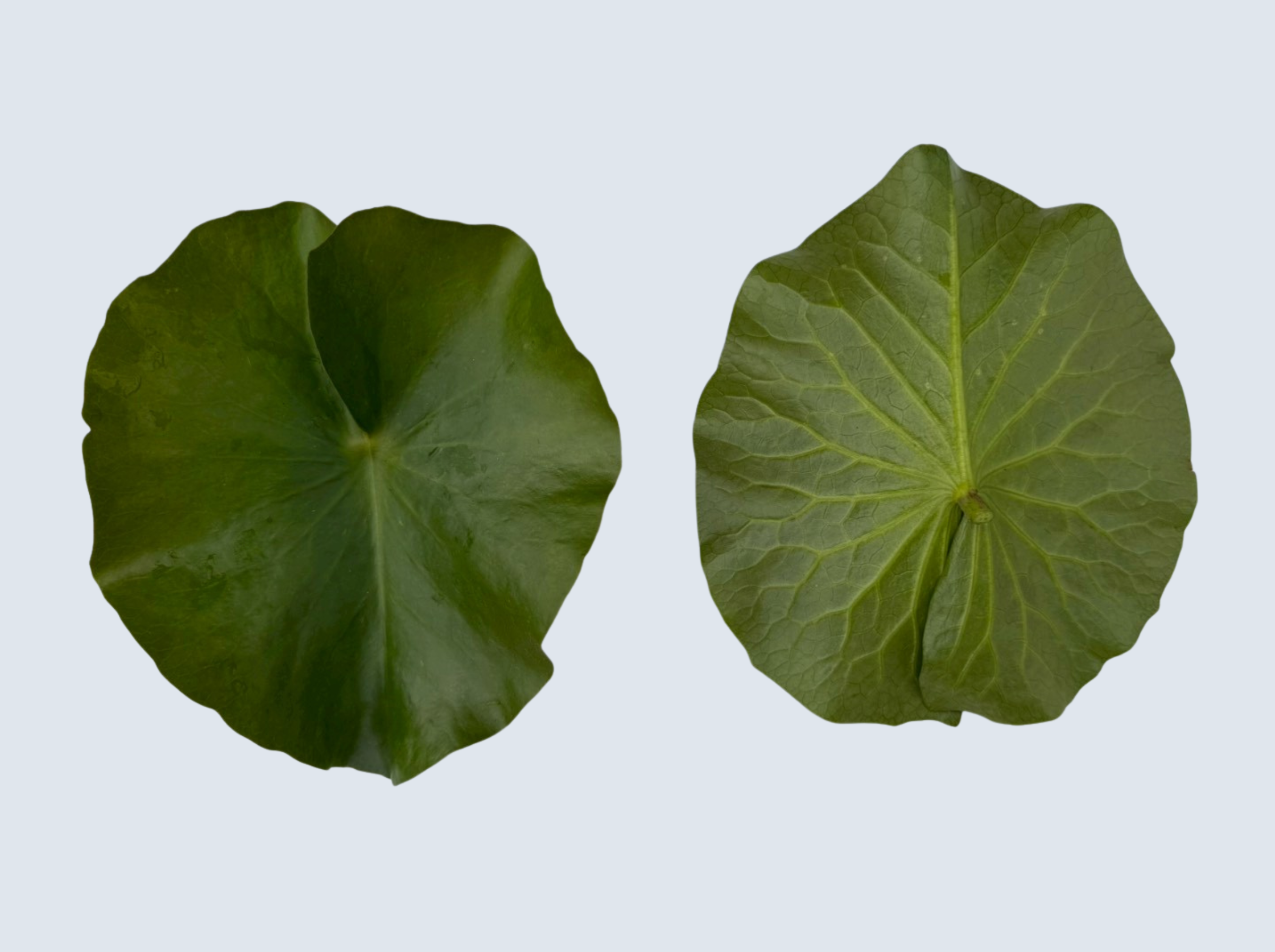 ใบแก่ บัวพิงค์คันไซท์