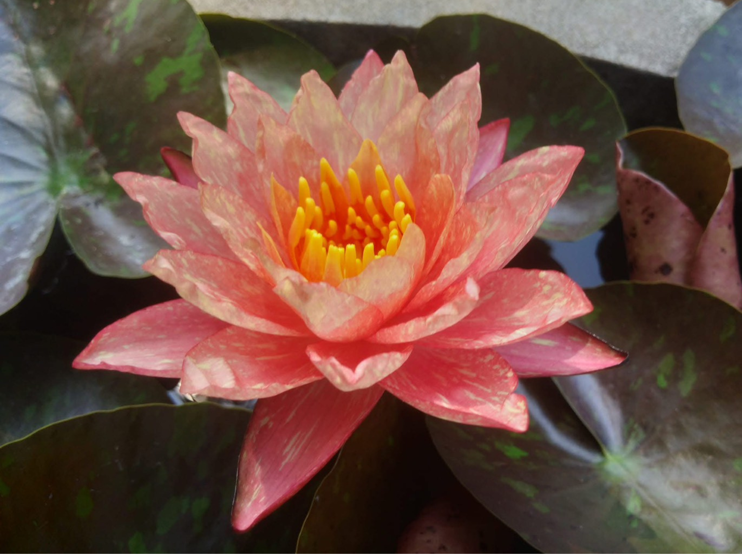 บัววันวิสาข์